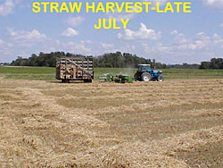 wheat staging straw harvest