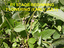 soybean staging