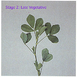staging alfalfa