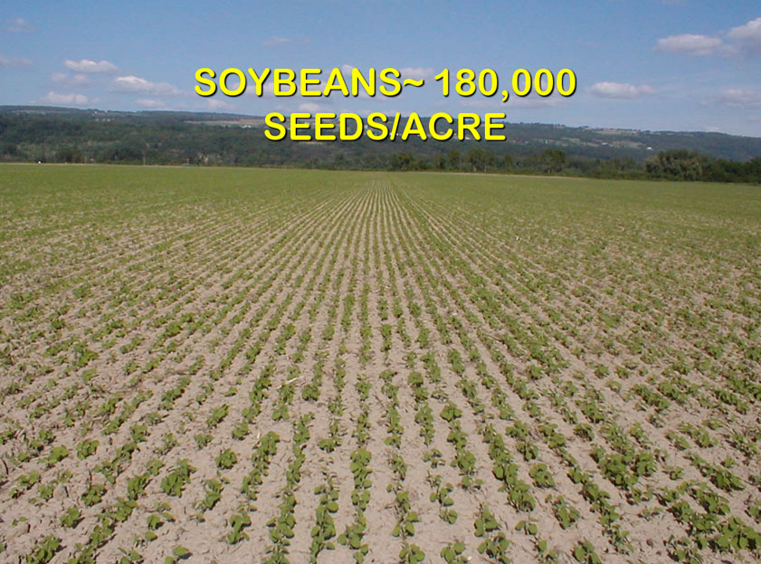 soy seeding rate