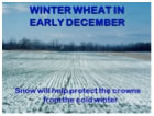 winter wheat in early december