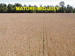 wheat staging maturity