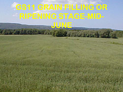 wheat staging
