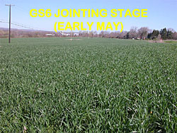 wheat staging