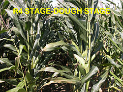 corn staging