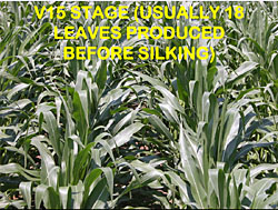 corn staging