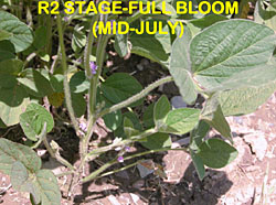 soybean staging