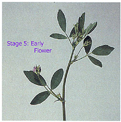 staging alfalfa