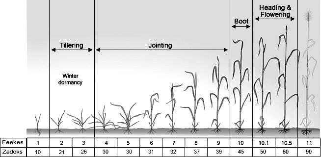 Feekes Scale for wheat growth