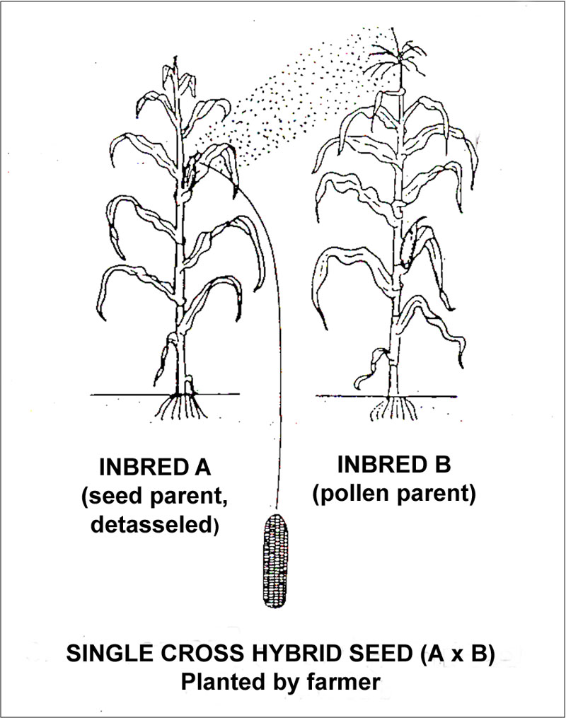 Double-cross Hybrids  Corn Breeding: Types of Cultivars - passel