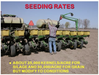 seeding rate