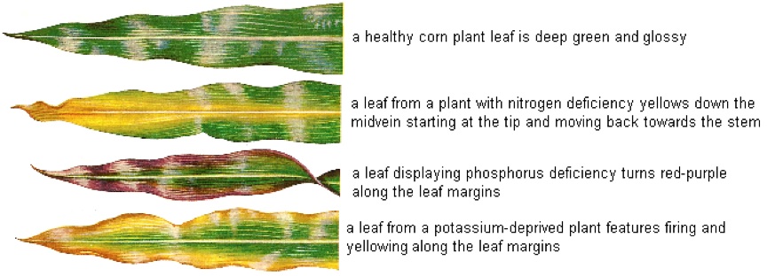 Nutrient deficiencies