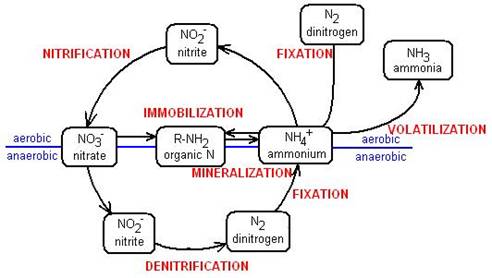 calcium nutrient cycle