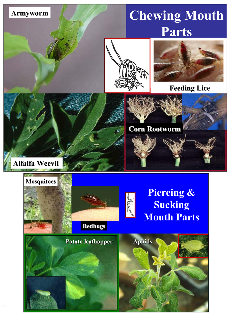Certified Crop Advisor study resources (Northeast region)