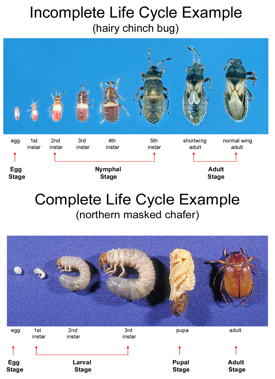 Arthropods 4