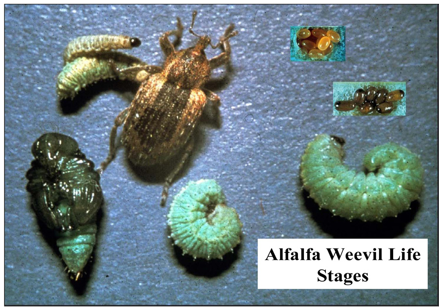 Study looks at pesticide combo for alfalfa weevil control