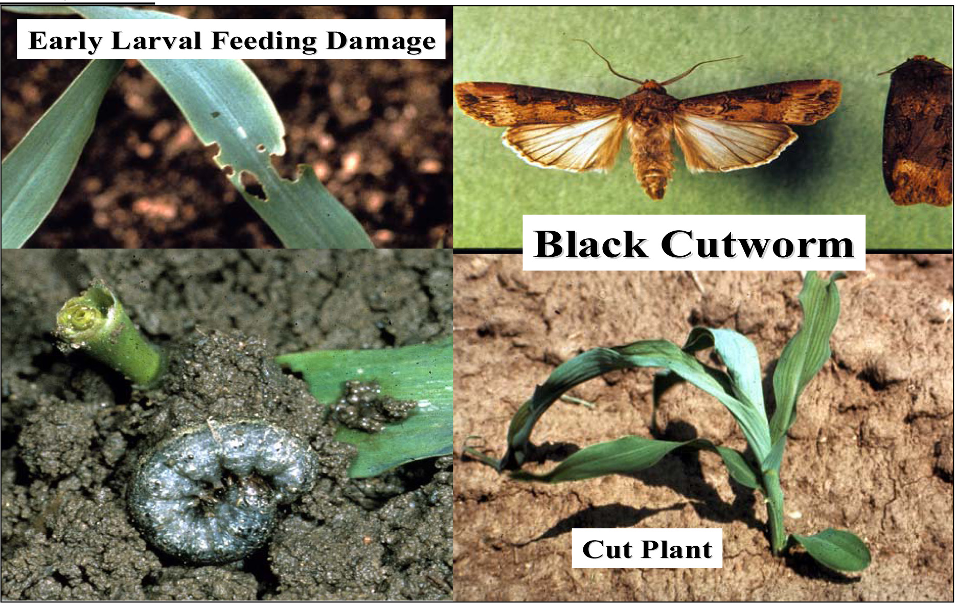 cutworms life cycle