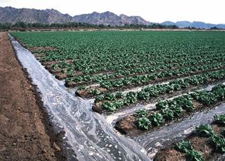 drip or trickle irrigation