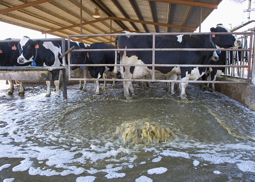 cows 4.jpg